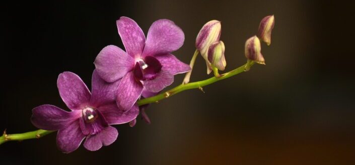 Purple moth orchids in bloom