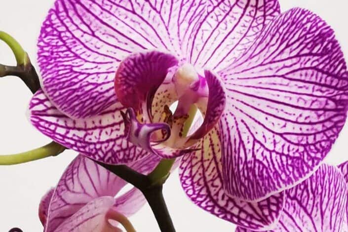 Purple moth orchid in bloom