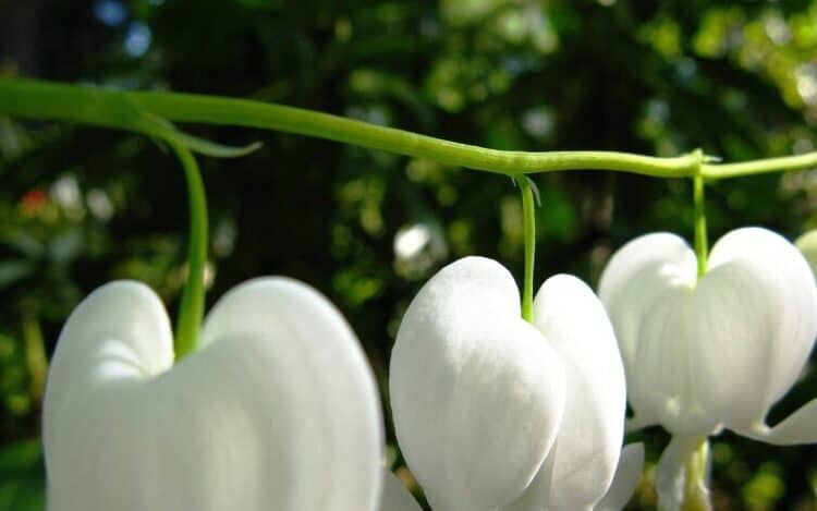 Bleeding hearts white flower
