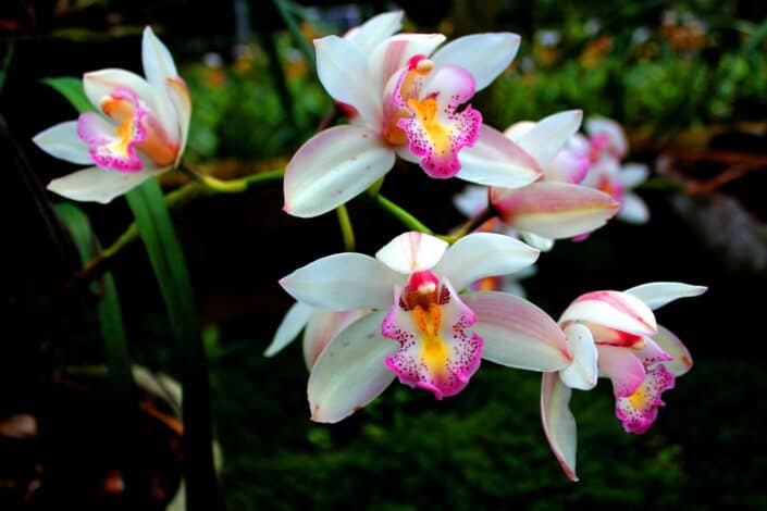 White Cattleya flowers with a tint of pink on its sides