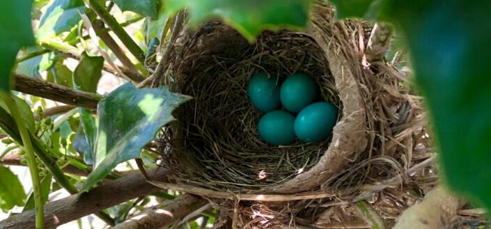 four blue eggs in nest 