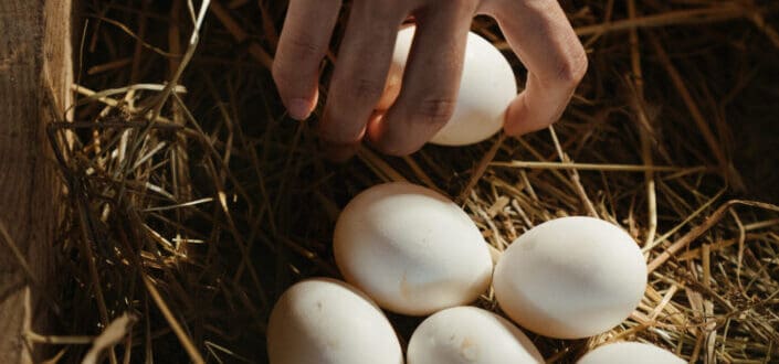 Person Holding White Eggs on Brown Grass