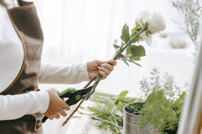 Florist cutting stem of blooming rose with pruners