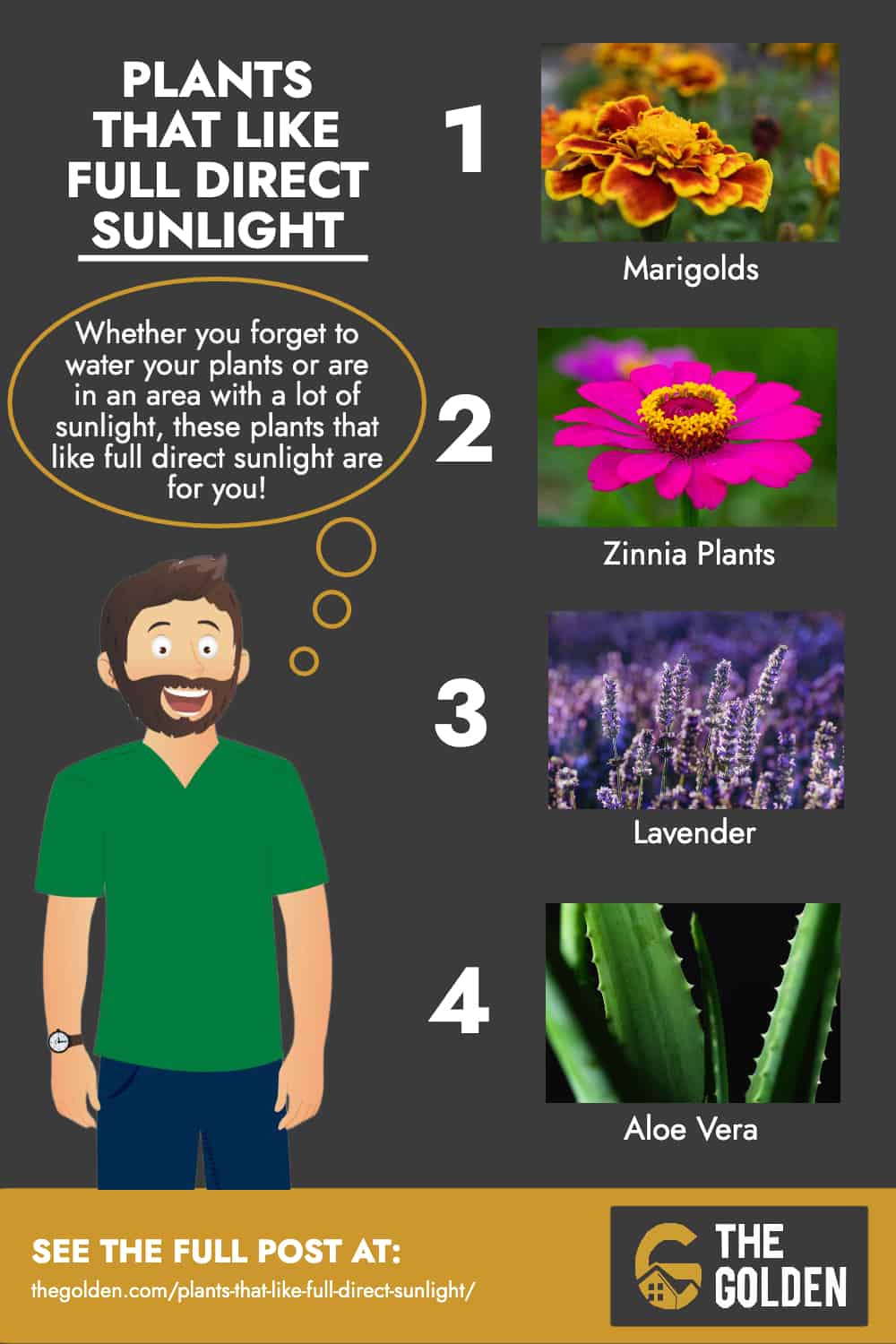 Plants That Like Full Direct Sunlight - Infographic