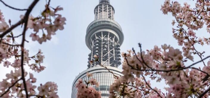 white metal tower through cherry blossom tree