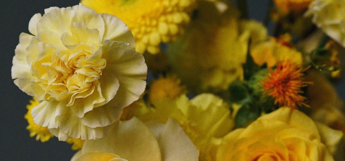 Yellow Carnation