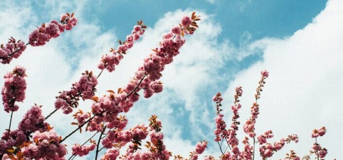 cherry blossom tree at daylight