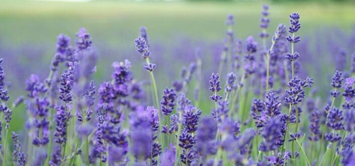 lavender flowers at daytime
