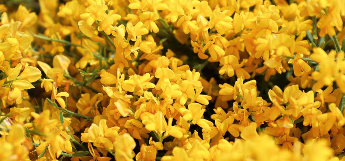 A bunch of lydian broom