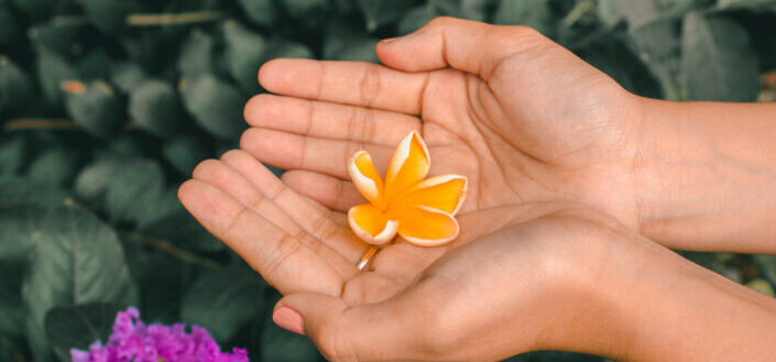 Hand holding a little frangipani in her palm