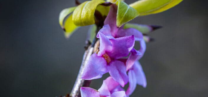 Purple flowers in a stem
