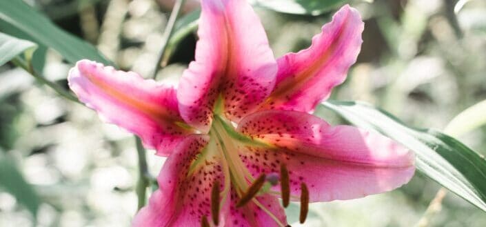 single bright pink lily in garden