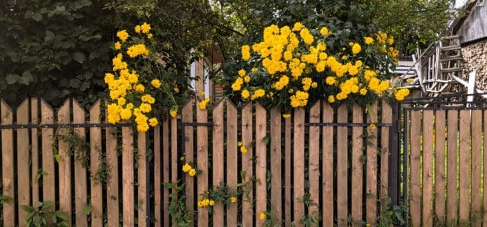 back fence with yellow flowers