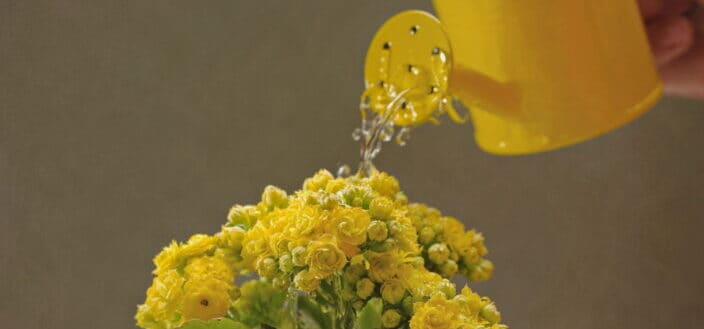 Lemon colored florist kalanchoe being watered 