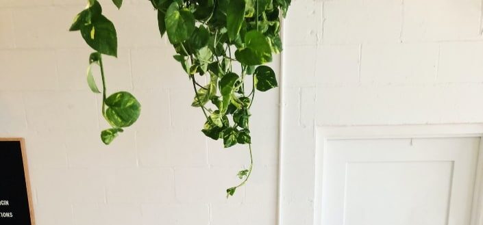 Golden Pothos hanging from ceiling