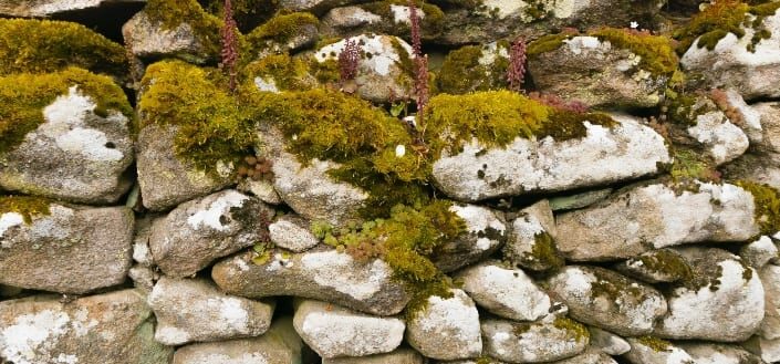 Moss growing on rocks