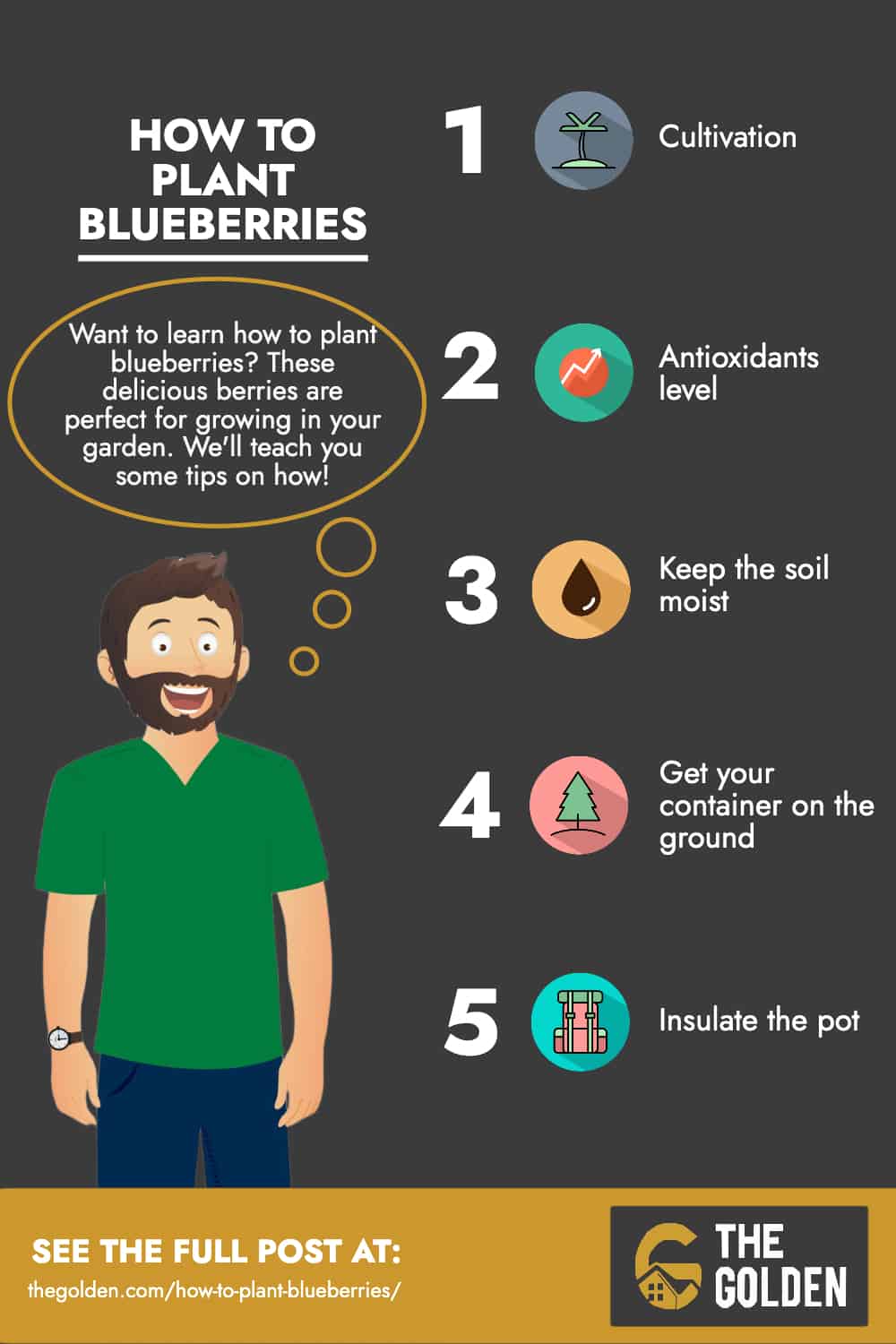 Infographic - How to plant blueberries