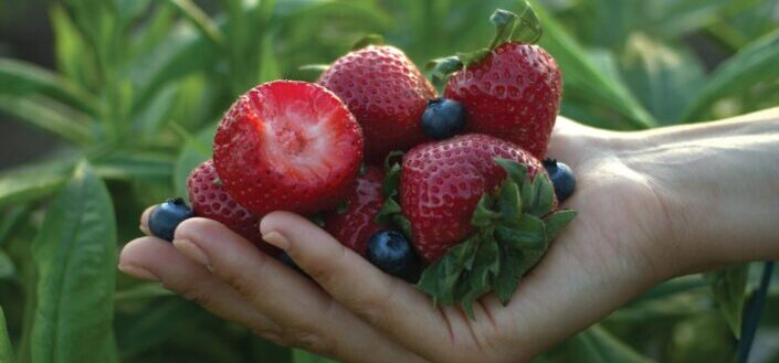 A handful of berries in the garden.