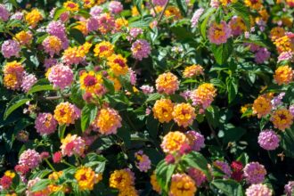 <thrive_headline click tho-post-15909 tho-test-30>10 Gorgeously Drought Tolerant Plants To Beautify Your Gardens Even During Dry Spells</thrive_headline>