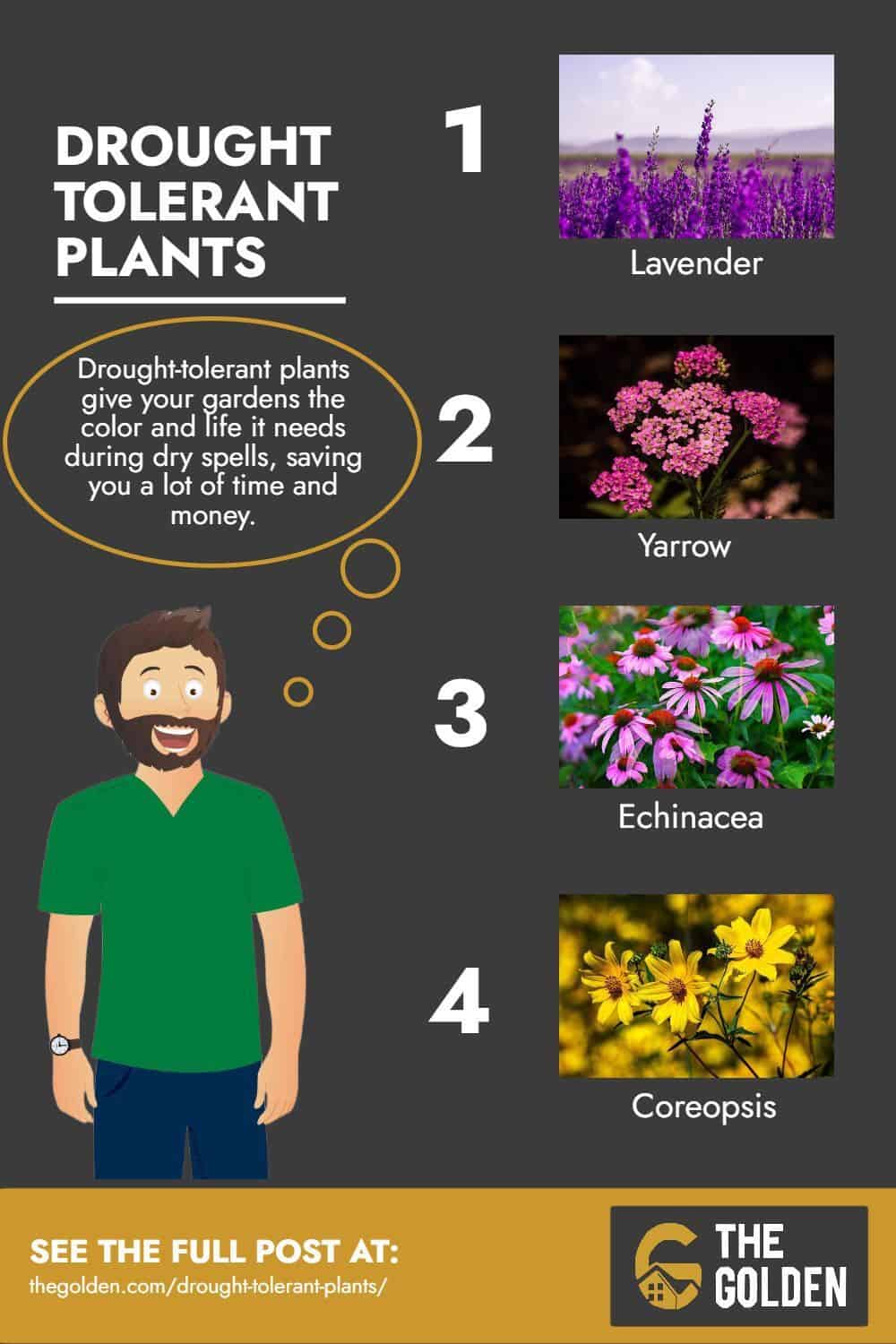 Drought Tolerant Plants - Infographic
