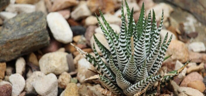 A cute succulent growing amongst the rocks