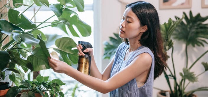 Plant Enthusiast Watering Her Monstera Plant