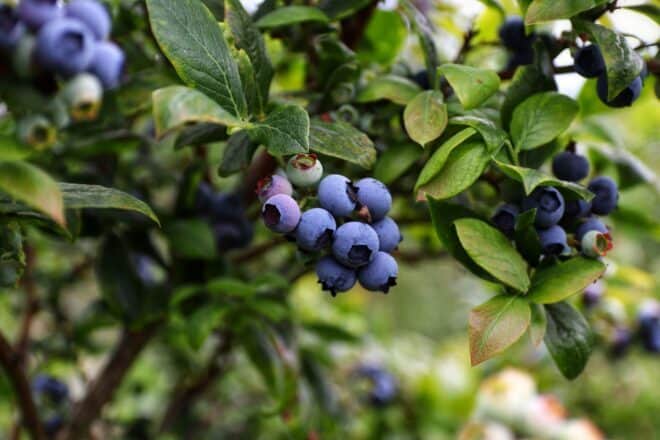 close up of blueberry plant - how to plant blueberries