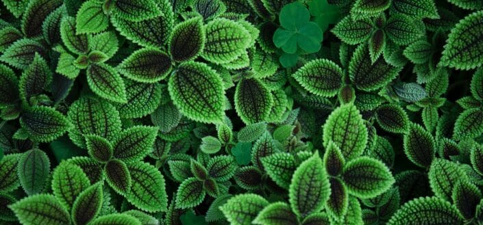 close up photo of green leafed plant