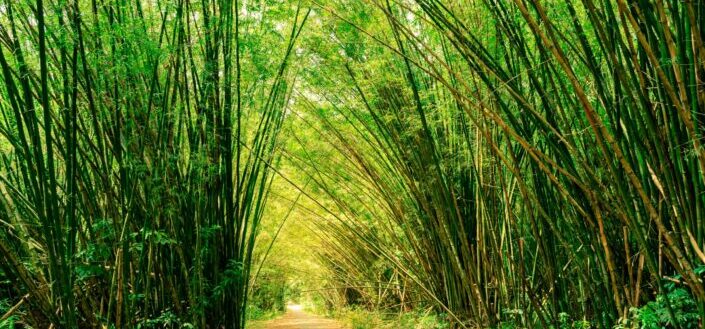 Concrete paved pathway in densely vegetated tropical bamboo forest, Chaguaramas Trinidad
