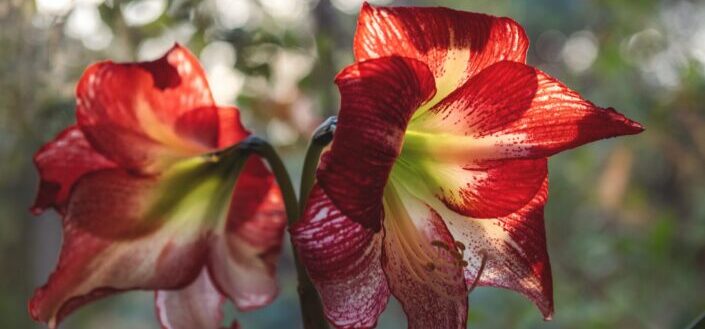 A Pair of Beautiful Red Lily's.