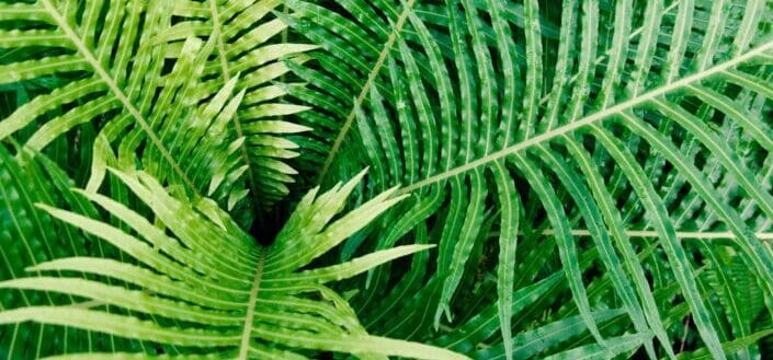 fern-stockpack-unsplash