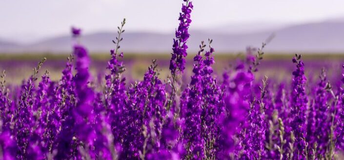 flowers, purple, lavender