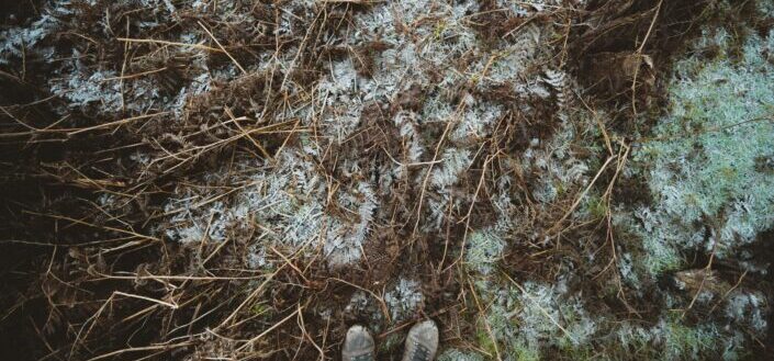 A Bunch of Dry Ferns and Twigs on a Frosty Ground
