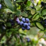 how to plant blueberries - featured