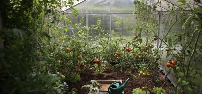 A Greenhouse Full of Healthy Plants