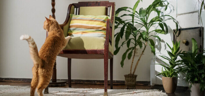 Orange Tabby Cat Reaching Out for the Chair