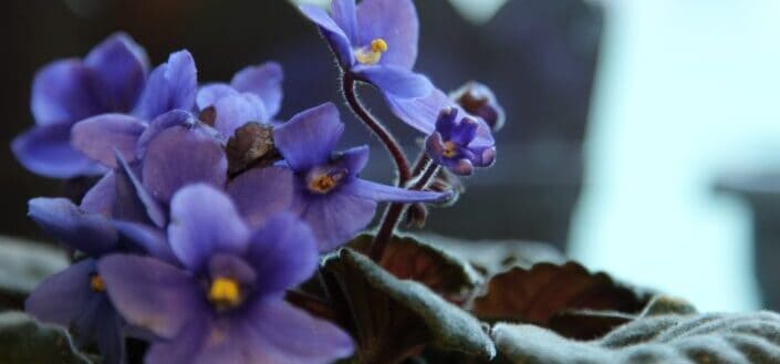 So much beauty in a pot!African violets are so easy to care for yet so beautiful - they flower all year round, the perfect plant to have!