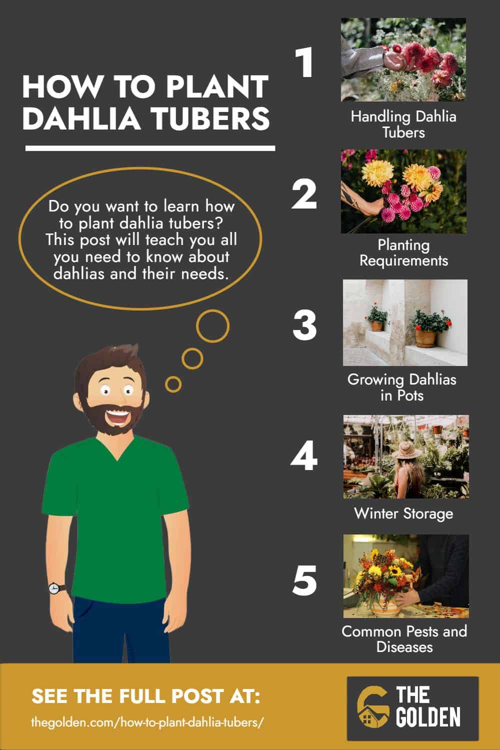 how to plant dahlia tubers - Infographic