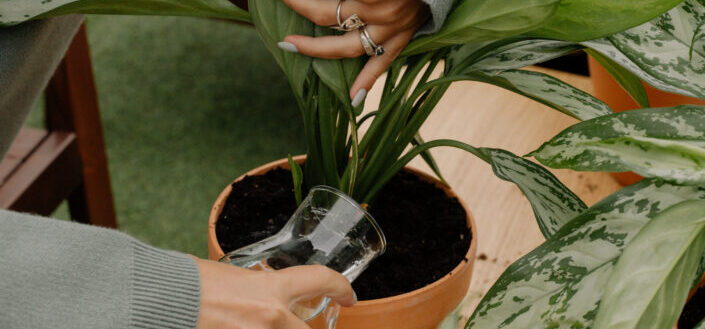 a Hand Watering some Plant