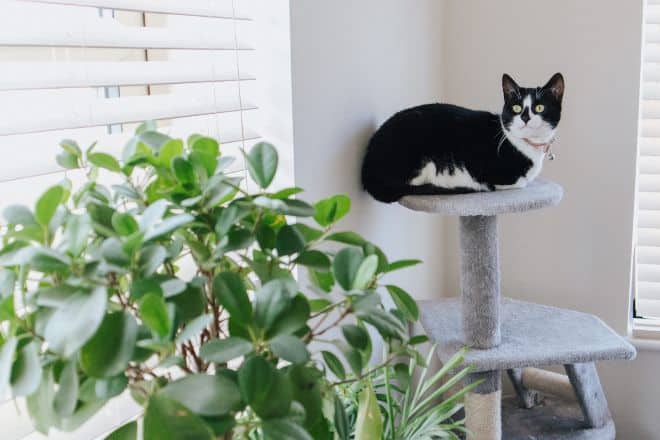 cute-cat-resting-on-tower-near-wall-Pexels - pet friendly indoor plants - main