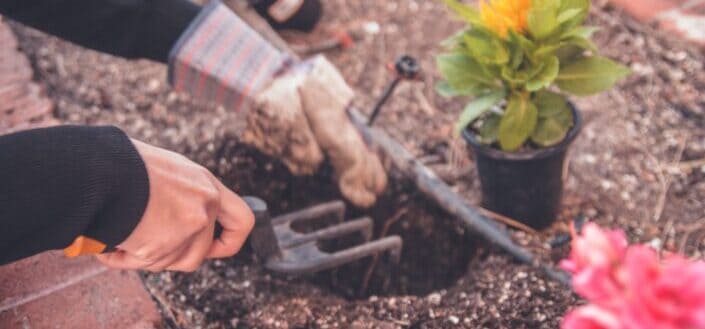 person holding gardening tool near yellow plant