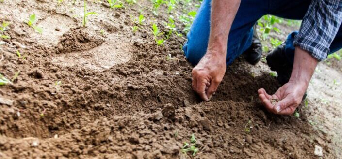 A Man Planting in The Soil