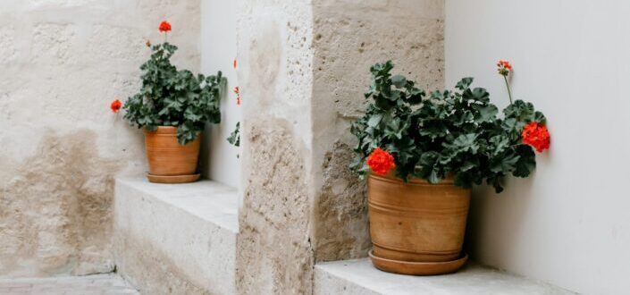 Potted flowers placed near shabby wall
