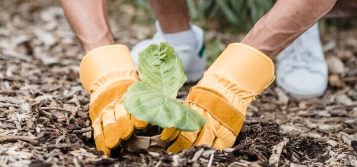 Person With Yellow Gloves Planting