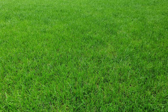 Trimmed Green Lawn