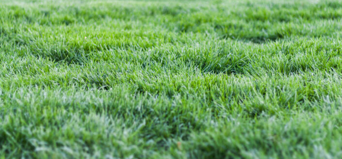Wide Green Field