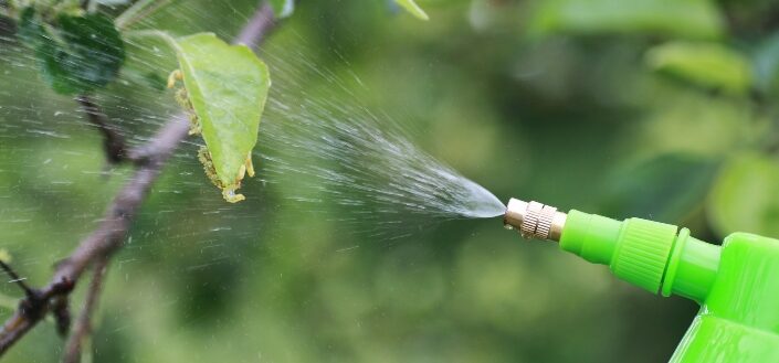 Gardener spaying insecticide on plants