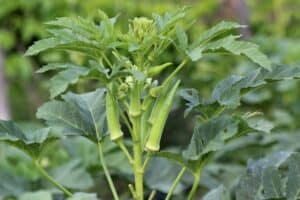 How to Grow Okra - Featured