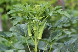 <thrive_headline click tho-post-16007 tho-test-35>5 Amazing Tips on How to Grow Okra: Best Advice to Grow Them Right</thrive_headline>